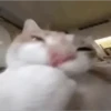 Animated Cats 😺🎉 11