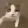 ✨💥ShiSpOST CaTS😹 8