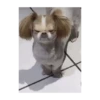 Dog cute 🐾💓 14