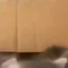 Animated Cats 😺🎉 25