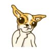 Chihuahua te responde 🐶📩 10