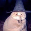Wizard Cat 13