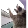 🌈🦝Reaccion Mapaches Pal Chat🦝🌈 9