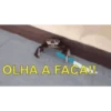 OLHA A FACA 🗡️ 4