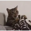 Más y más gatos 👌😿 13