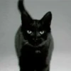Funny cats black🐈‍⬛🐈‍⬛🐈‍⬛ 13