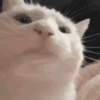 Animated Cats 😺🎉 5