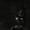 Funny cats black🐈‍⬛🐈‍⬛🐈‍⬛ 14
