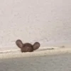 Animalitos graciosos ✨😽 7