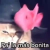 😻Gato Mago 🪄 Halloween 🎃 10