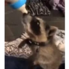 🌈🦝Reaccion Mapaches Pal Chat🦝🌈 12
