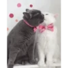 Kucing 18