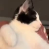 Gatitos. | @ocenferios  Haki. 7