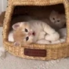 ﹒🩵˙﹟Gatitos﹗© ivanbu 9