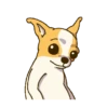 Chihuahua te responde 🐶📩 9