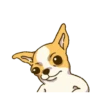 Chihuahua te responde 🐶📩 6