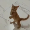 ﹒🩵˙﹟Gatitos﹗© ivanbu 19