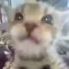 🌈🐈Reaccion Gatos Pal Chat🐈🌈 18