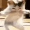 ✨💥ShiSpOST CaTS😹 25
