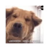 Dog cute 🐾💓 15
