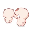 PIG BABYYYY CUTE 15