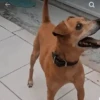 σ