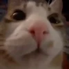 Animated Cats 😺🎉 16