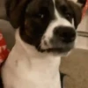 Perritos para el chat🐶 13