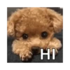 Dog cute 🐾💓 12
