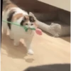 Gatos~ᓚᘏᗢ 6