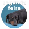 🚀 Boa Segunda-Feira! 15