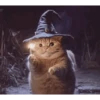 Wizard Cat 10