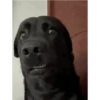 PERROS 12