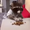 🌈🦝Reaccion Mapaches Pal Chat🦝🌈 8