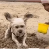 Nã