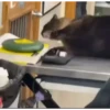 Más y más gatos 👌😿 9