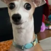 Animalitos graciosos ✨😽 10