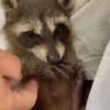 🌈🦝Reaccion Mapaches Pal Chat🦝🌈 11