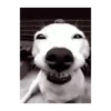 Dog cute 🐾💓 5
