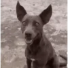 REAÇÕES CACH🐕RR🐶s 7