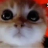 Animated Cats 😺🎉 9