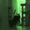 Funny cats black🐈‍⬛🐈‍⬛🐈‍⬛ 10