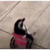 Más y más gatos 👌😿 5