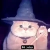 Hi cutay