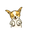Chihuahua te responde 🐶📩 11