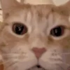 Animated Cats 😺🎉 7