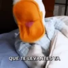 Pato Gifs 🦆 21