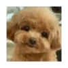 Dog cute 🐾💓 13