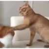 Más y más gatos 👌😿 10