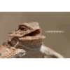 Lagarto 🦎 11